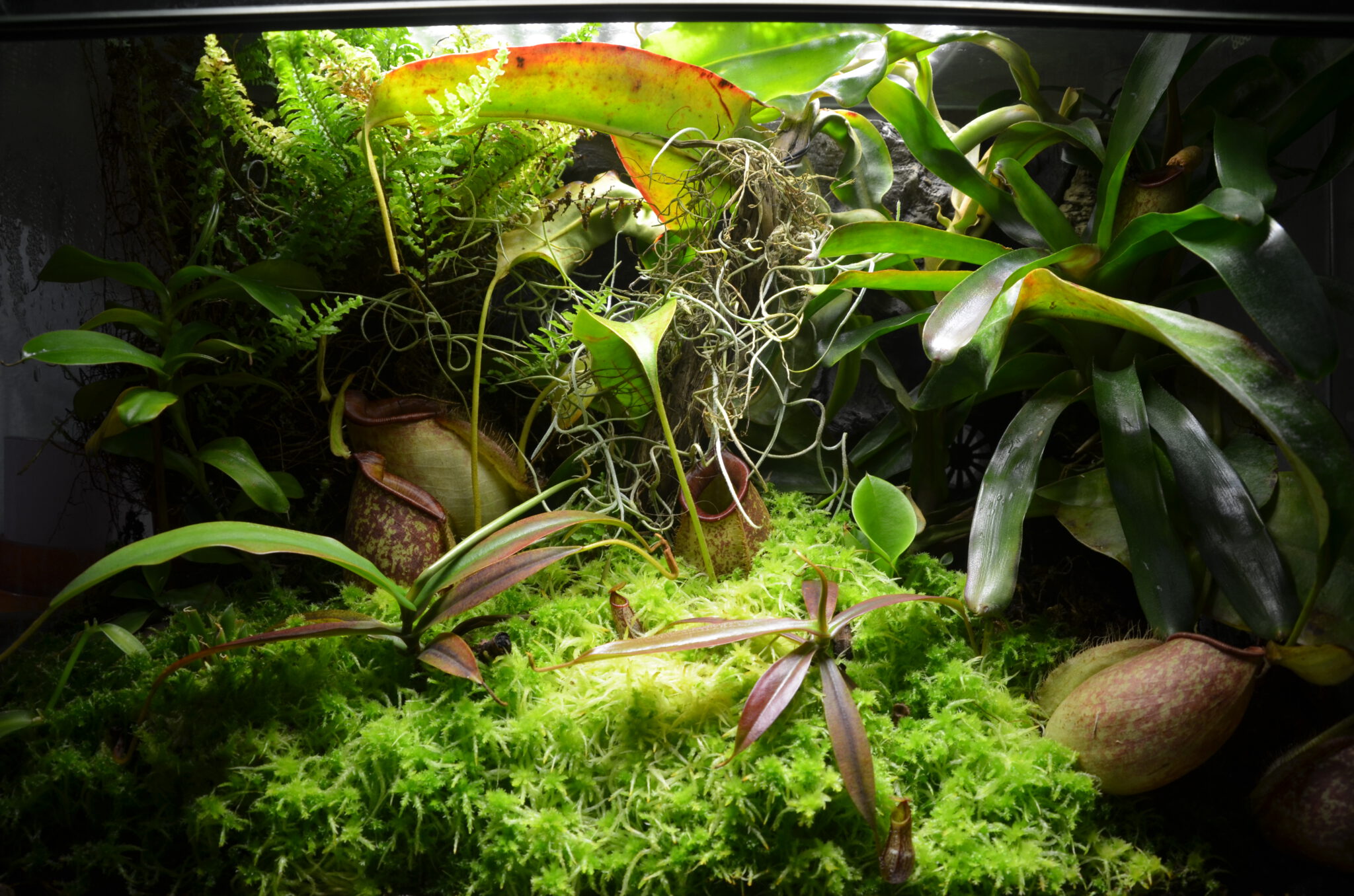 Karnivoren Terrarium - Grundlagen zur Terrarienkultur von Karnivoren