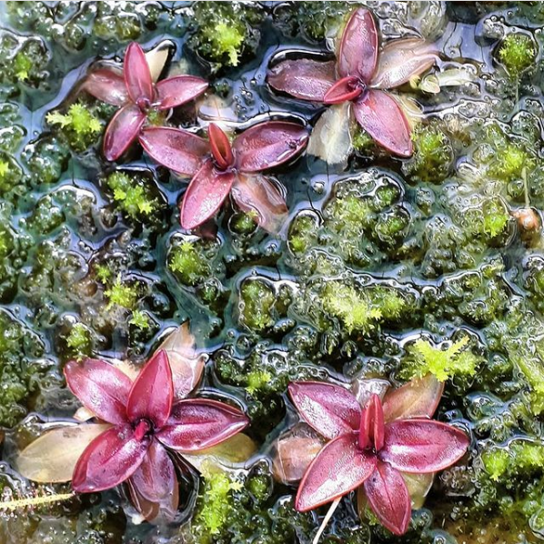 pinguicula planifolia