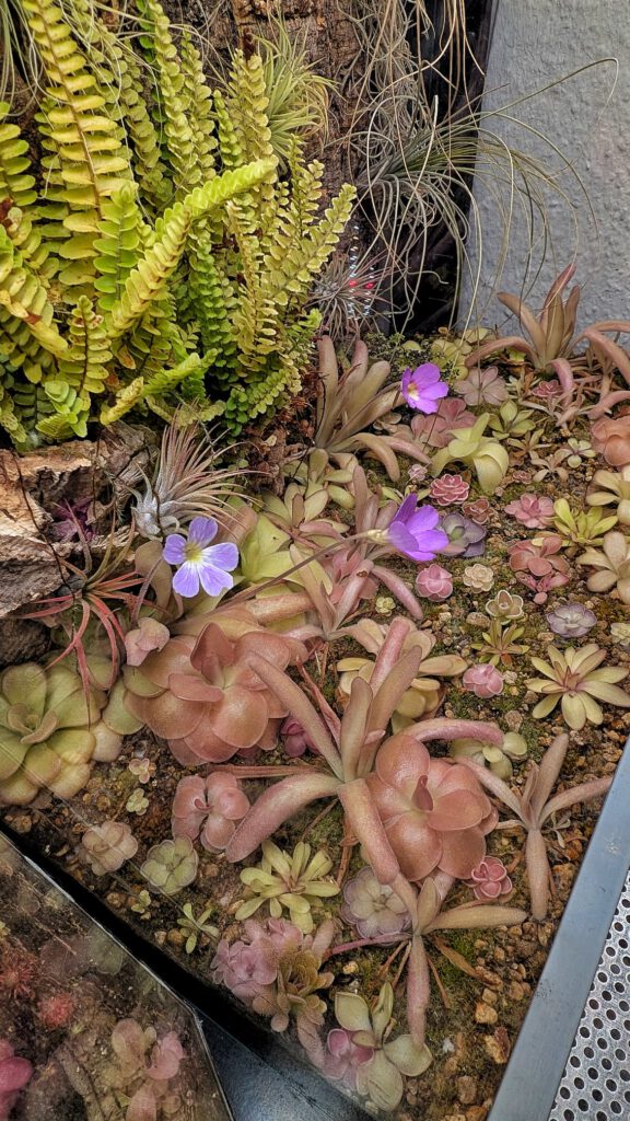 pinguicula terrarium by carnivorous_carnival