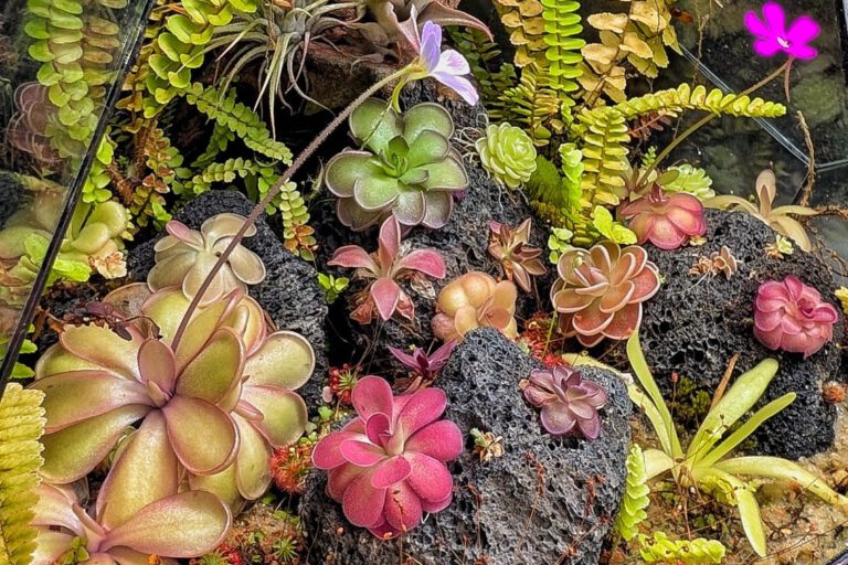 pinguicula terrarium