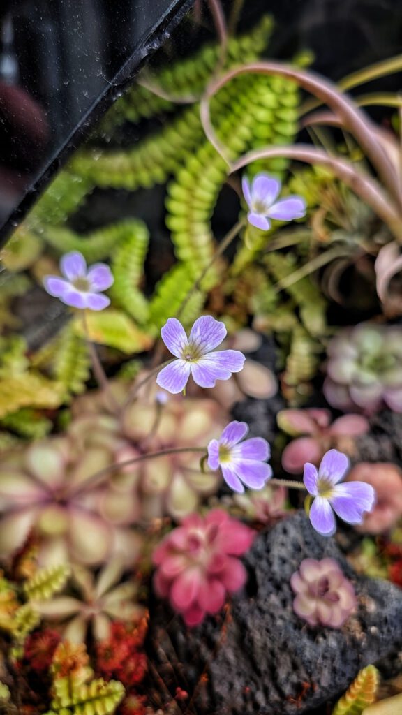 pinguicula terrarium by carnivorous_carnival