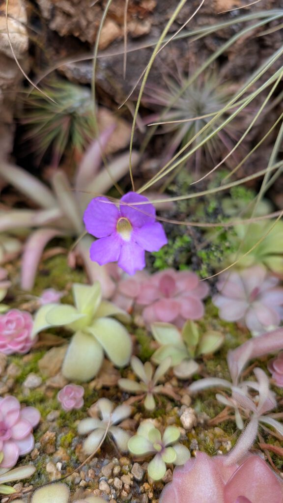 pinguicula terrarium by carnivorous_carnival