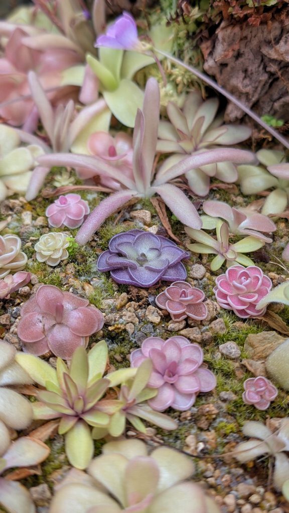 pinguicula terrarium by carnivorous_carnival